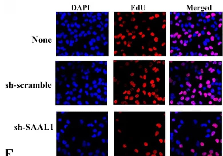 Open access visualization of Microscopy, Apoptosis, EDU