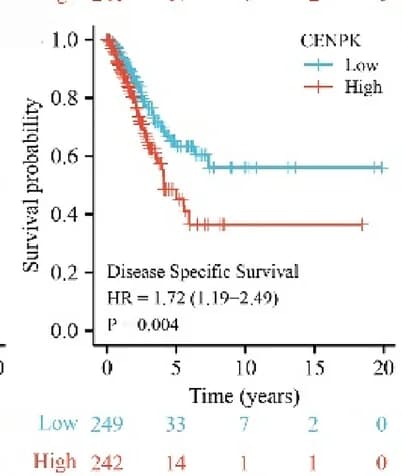 Open access visualization of Survival Curve, Gene Expression, Disease-Specific Survival, Lung Adenocarcinoma