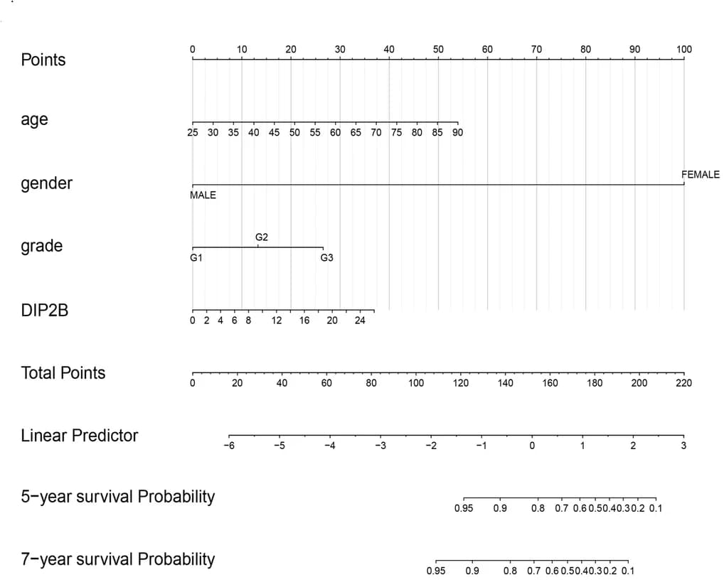 Open access visualization of Nomogram, Nomogram model, DIP2B expression, BRCA