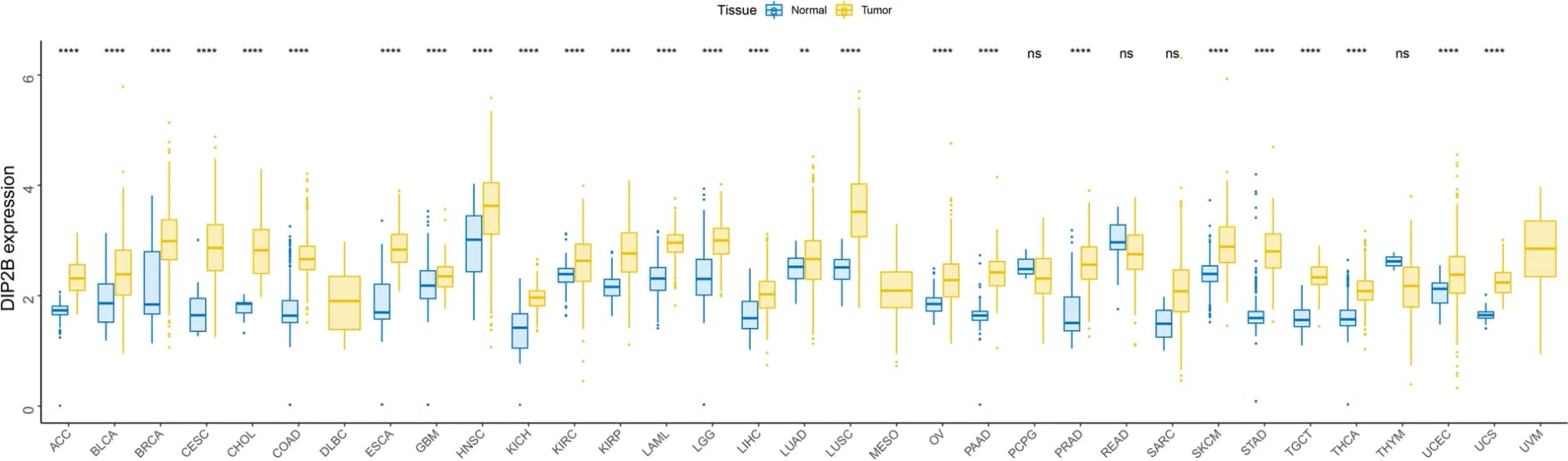 Open access visualization of Box Plot, Scatter Plot, DIP2B, TCGA, GTEx