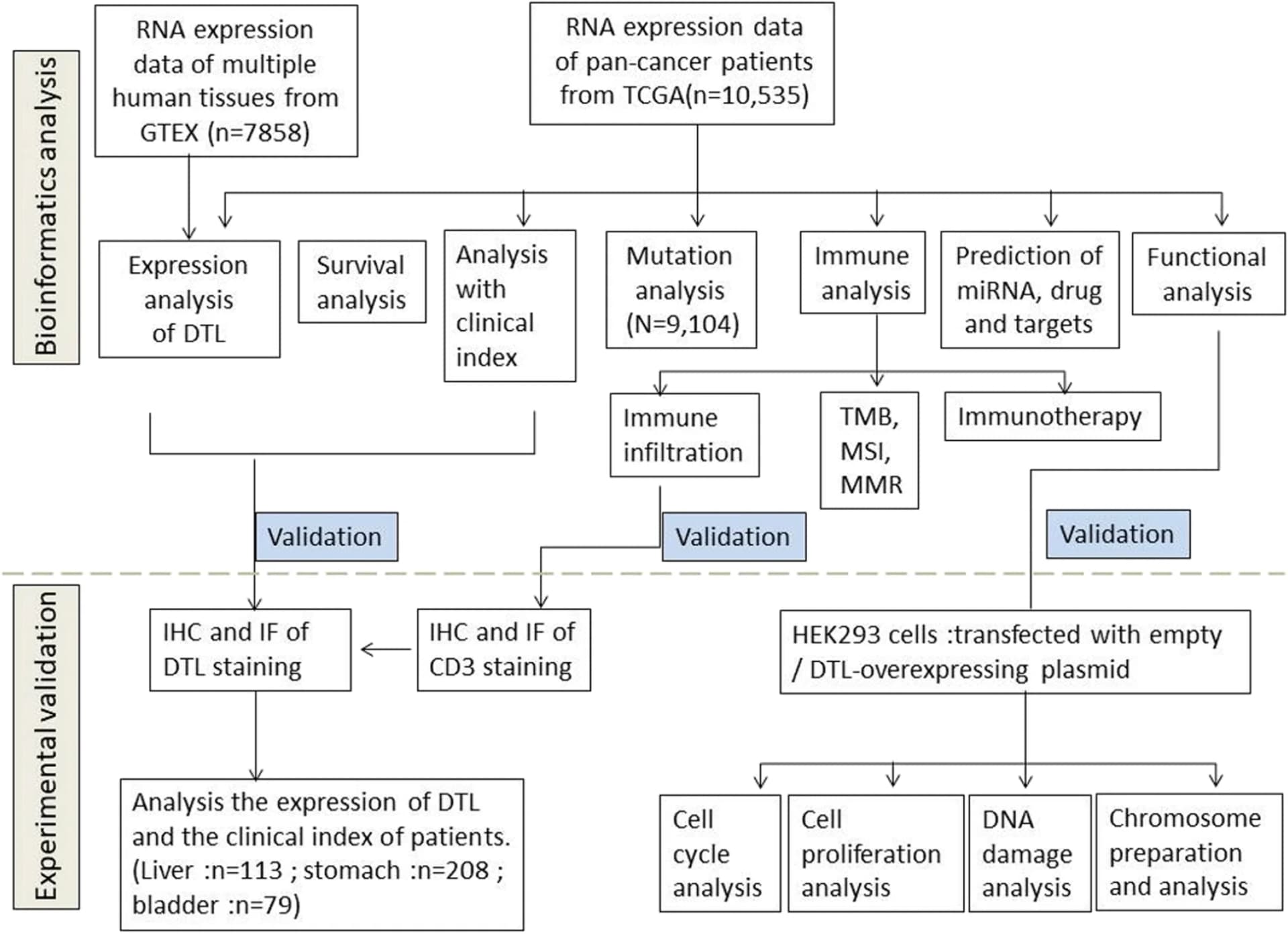 Open access visualization of Workflow, Flowchart, Therapeutic Agent, Tumor Growth, Tumor Microenvironment