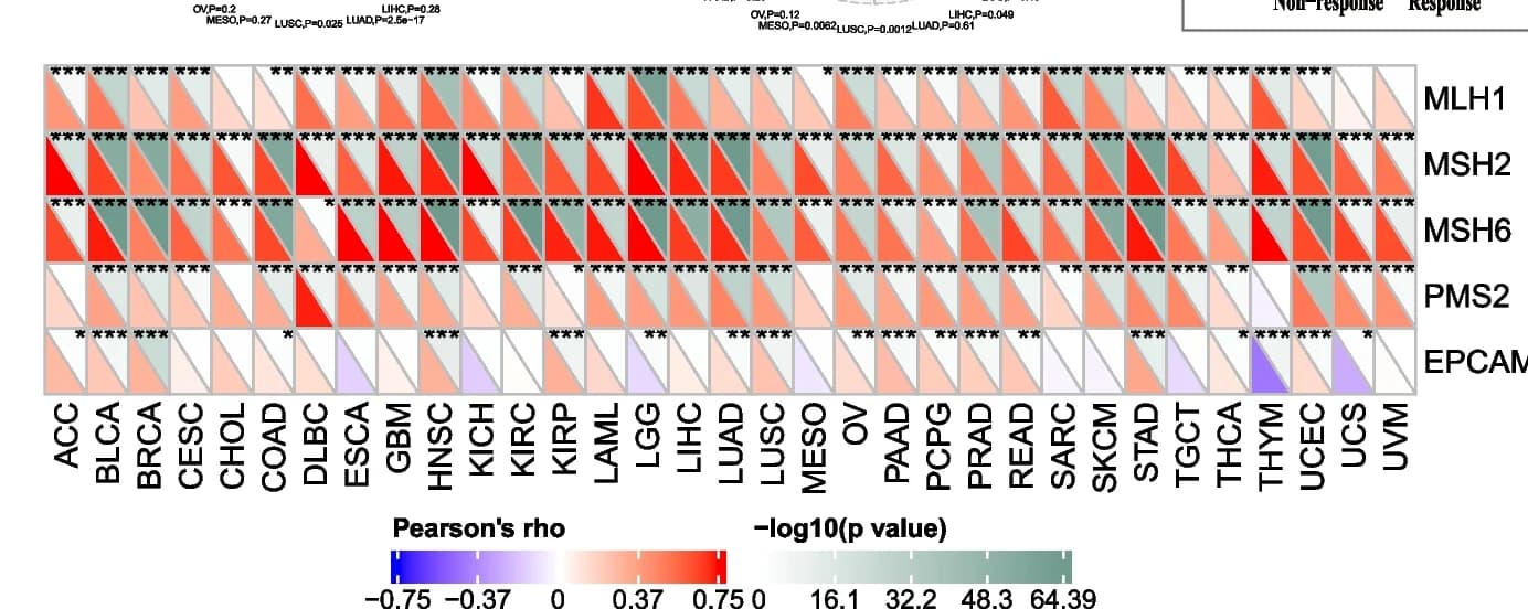 Open access visualization of Heatmap, DTL, Immunotherapy, Urothelial Carcinoma