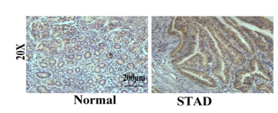 Open access visualization of Microscopy, IF Images, DTL Staining, STAD, DAPI