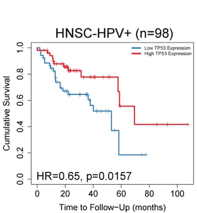 Open access visualization of Survival Curve, Kaplan-Meier Curves, TP53 Gene Expression, HPV, Head and Neck Cancer