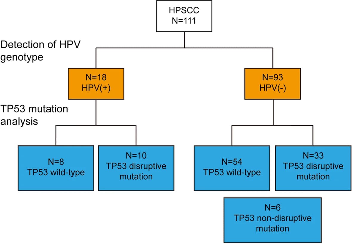 Open access visualization of Workflow, Flowchart, HPV Status, TP53 Status, HPSCC Patients