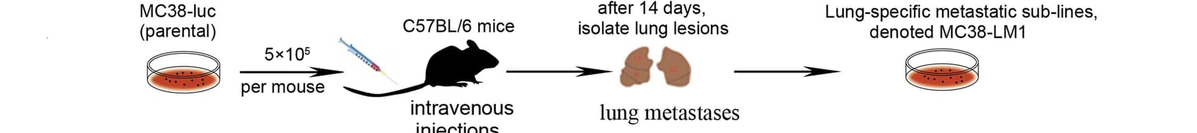 Open access visualization of Workflow, Flowchart, Illustration, In vivo selection, Lung metastasis