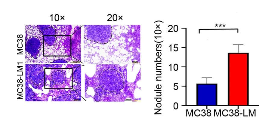 Open access visualization of Bar Plot, Error Bars, Microscopy, Images, H&E Staining