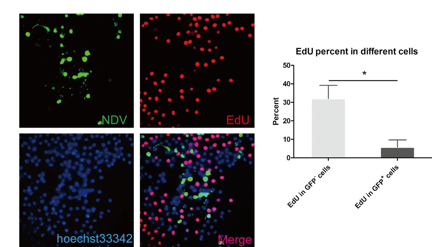 Open access visualization of Bar Plot, Error Bars, Microscopy, Photo, HepG2 Cells