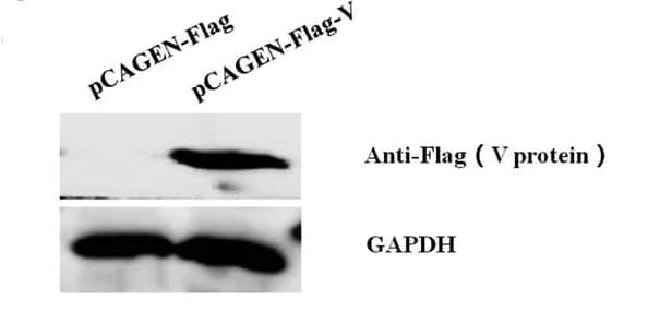 Open access visualization of Gel, Western Blot, V Protein, Overexpression