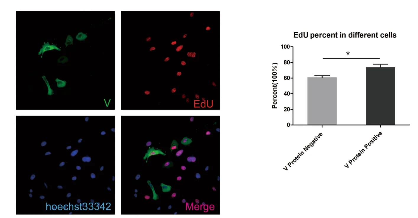 Open access visualization of Bar Plot, Error Bars, Microscopy, EdU Staining, Immunofluorescence