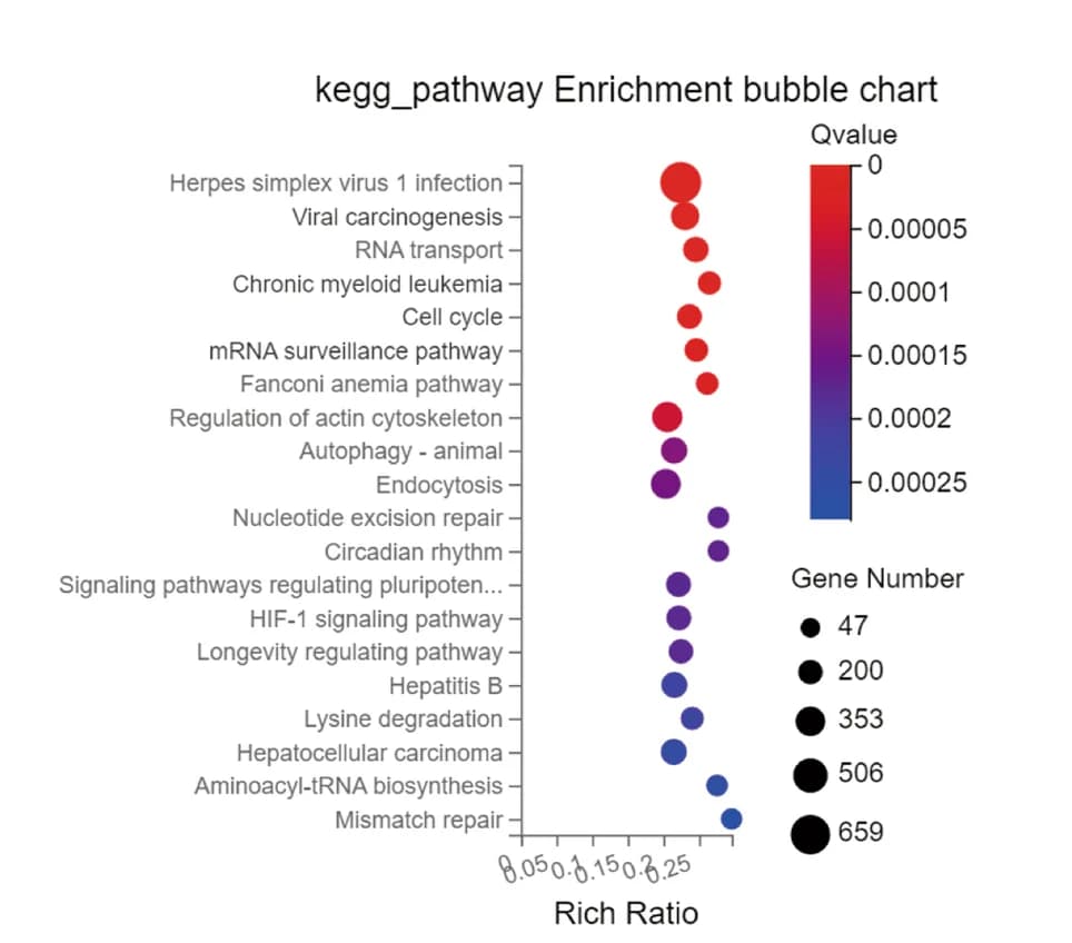 Open access visualization of Bubble Plot, KEGG Pathways, Differentially Expressed Genes