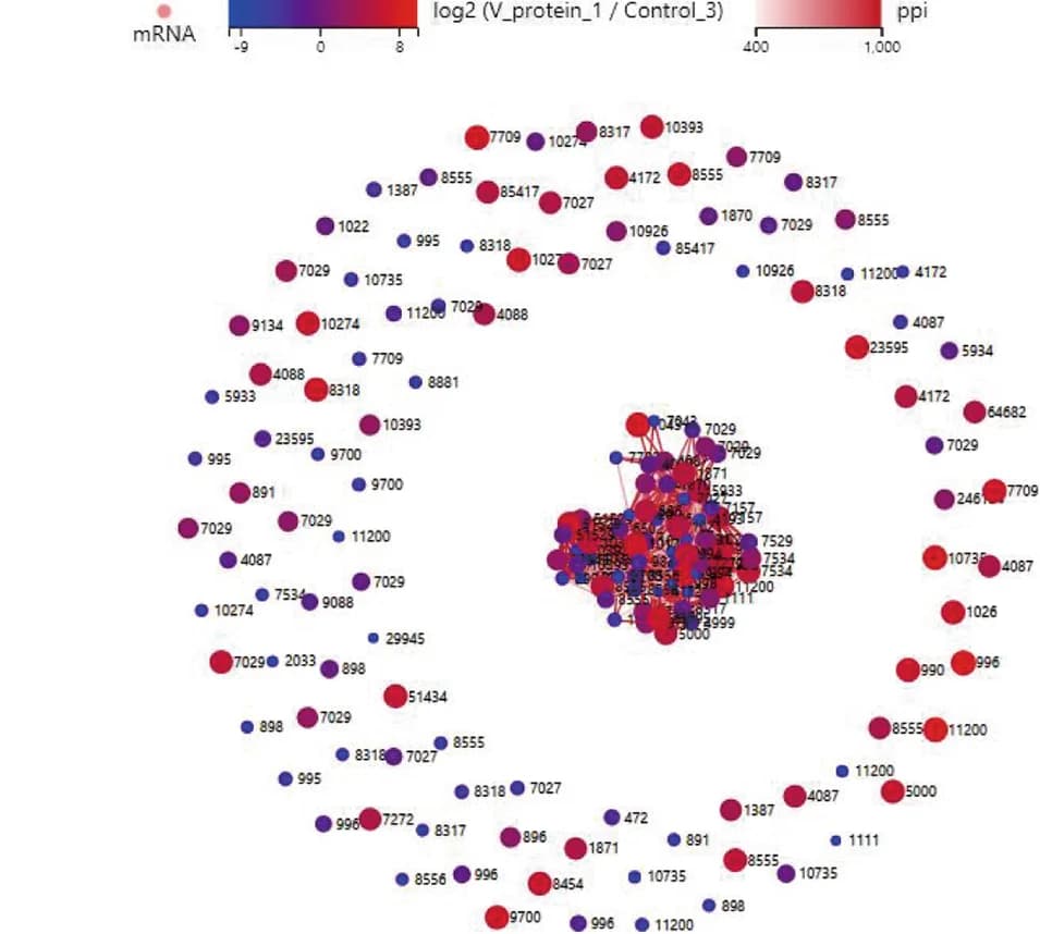 Open access visualization of Network, RNA Sequencing, Cell Cycle-Related Genes, HepG2 Cells, V Protein