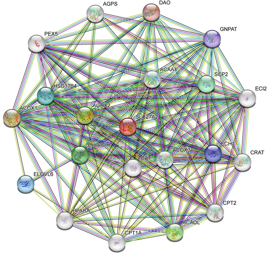 Open access visualization of Network, Pathway, SLC27A2, PPARs pathway, FAO metabolism