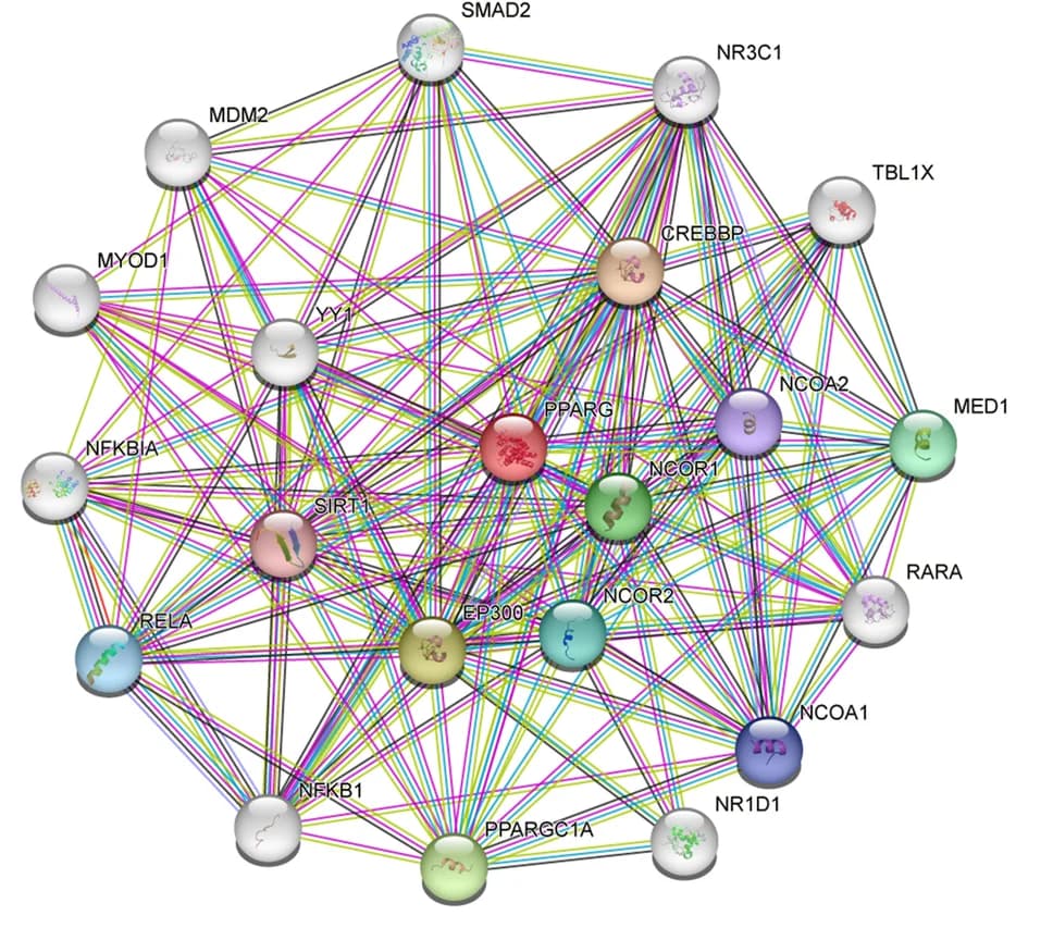 Open access visualization of Network, Pathway, Proteins, PPARG, CRC