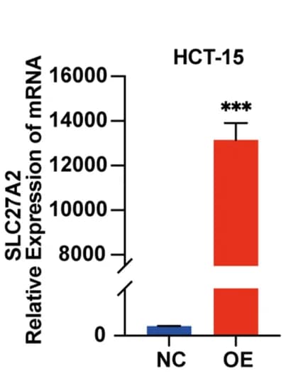 Open access visualization of Bar Plot, Error Bars, SLC27A2, HCT-15, SW480