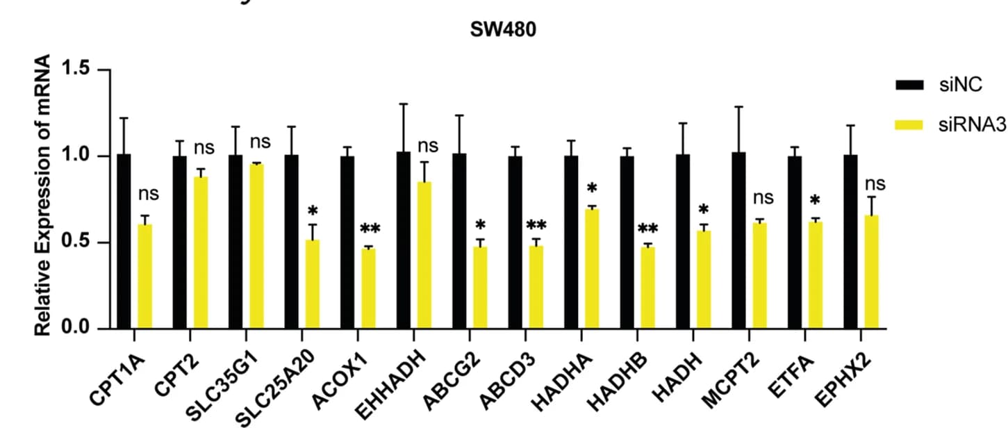 Open access visualization of Bar Plot, Error Bars, Clustered, FAO Genes, SLC27A2