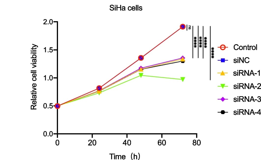 Open access visualization of Line Plot, CCK-8, AC010883.5, SiHa Cells, si-NC