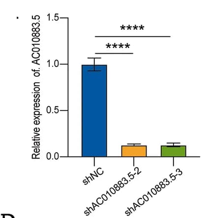Open access visualization of Bar Plot, Error Bars, qRT-PCR, AC010883.5 expression, SiHa Cells