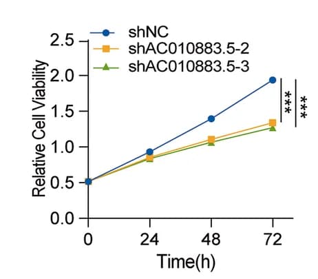 Open access visualization of Line Plot, CCK-8, SiHa Cells, AC010883.5 treatment, Cell Viability