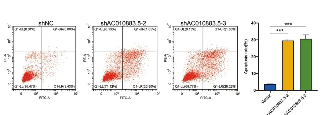 Open access visualization of Bar Plot, Scatter Plot, Flow Cytometry, Apoptosis, SiHa Cells