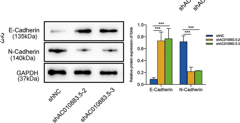 Open access visualization of Bar Plot, Error Bars, Gel, Western Blot, E-cadherin