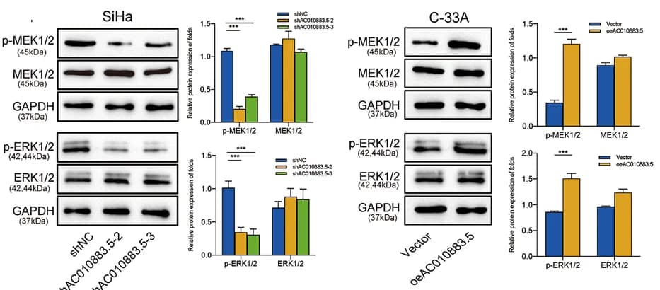 Open access visualization of Bar Plot, Clustered, Gel, Photo, Western Blots