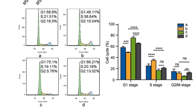 Open access visualization of Histogram, Bar Plot, Clustered, Flow Cytometry, C33-A Cells