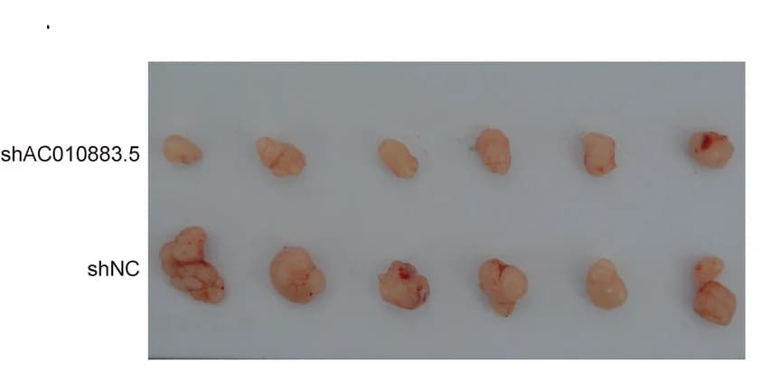 Open access visualization of Photo, Tumor Xenografts, Tumor Tissue