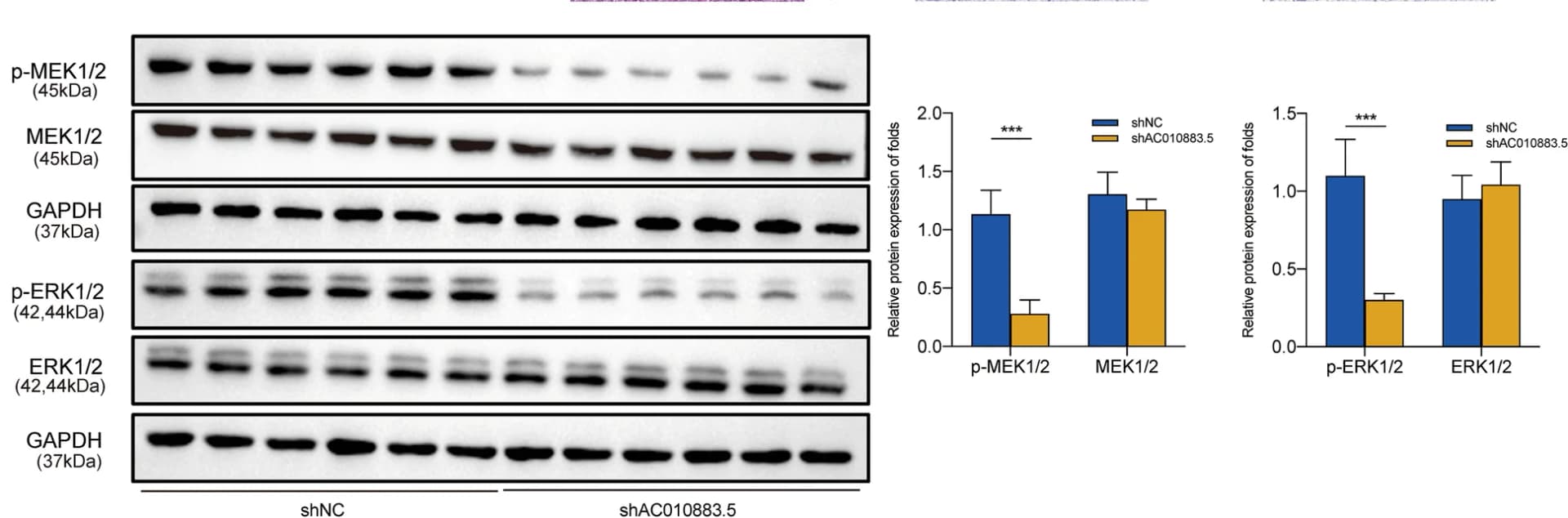 Open access visualization of Bar Plot, Error Bars, Gel, ERK1/2, p-ERK
