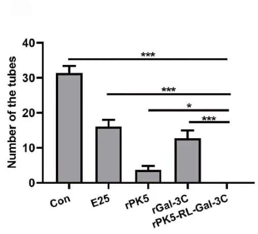 Open access visualization of Bar Plot, Error Bars, Tube Formation, In Vitro, Angiogenesis