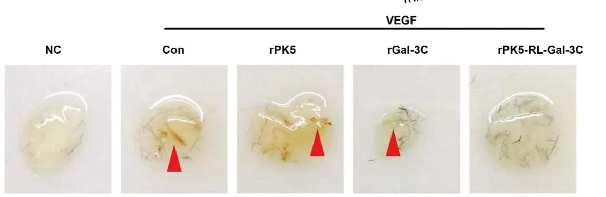 Open access visualization of Photo, Matrigel Plug Assay, In Vivo, VEGF, Angiogenesis
