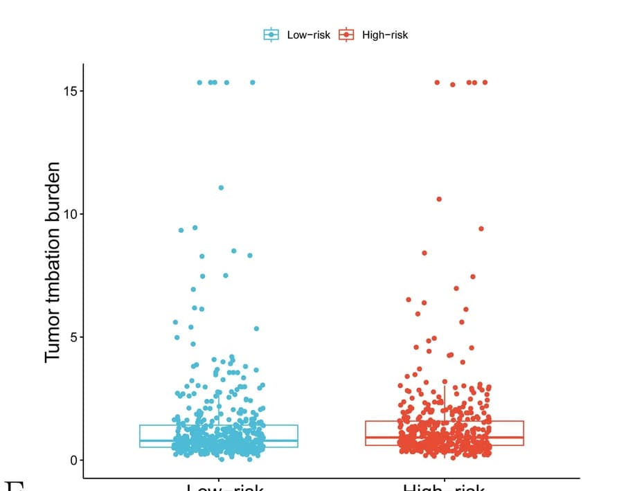 Open access visualization of Box Plot, Scatter Plot, Boxplot, TMB Scores, High-Risk Group