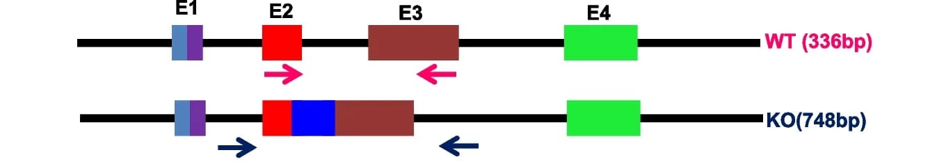 Open access visualization of Workflow, Illustration, PGC Knockout Mice, CRISPR/Cas9 Technique