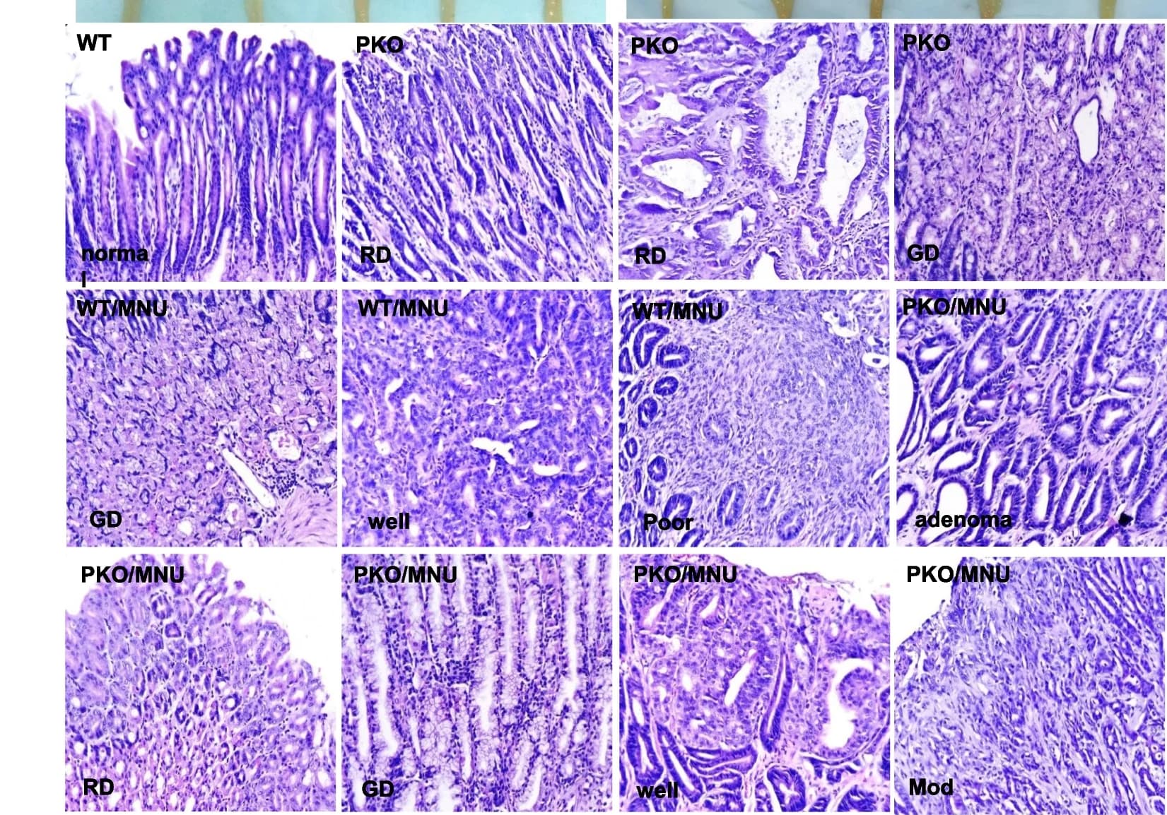 Open access visualization of Microscopy, Histological Observation, Stomach, WT Mice, PGC KO Mice