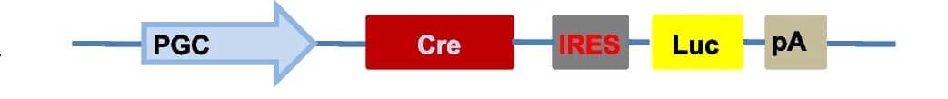 Open access visualization of Workflow, Flowchart, Illustration, PGC Promoter, Transgenic Mice
