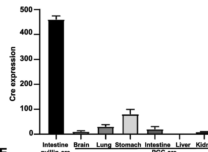 Open access visualization of Bar Plot, Error Bars, Real-time RT-PCR, Cre Expression