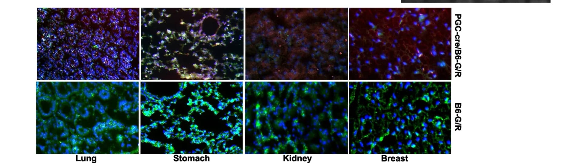 Open access visualization of Microscopy, Fluorescence, Cre Activity, Epithelial Cells, Positive Control