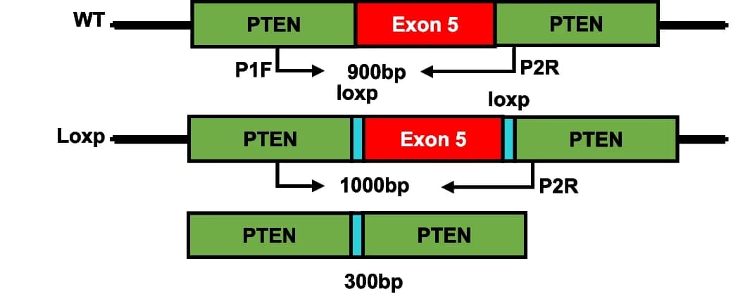 Open access visualization of Workflow, Illustration, PTEN Gene, Primers, Exon Deletion