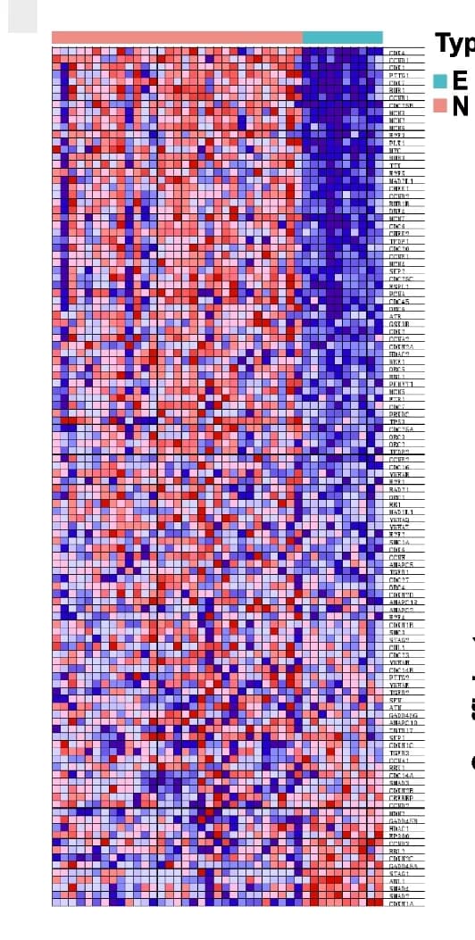 Open access visualization of Heatmap, Cell Cycle, DEGs, Tumor, Normal