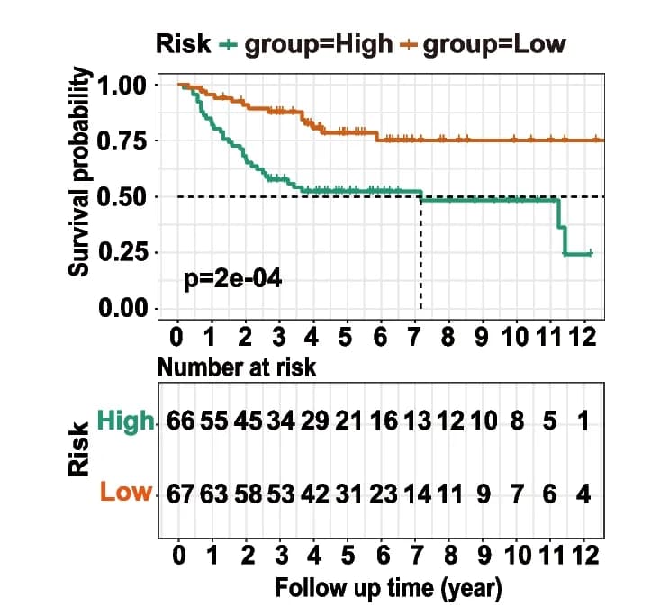 Open access visualization of Survival Curve, Kaplan-Meier Survival Analysis, Low-Risk Group, High-Risk Group, Training Cohort
