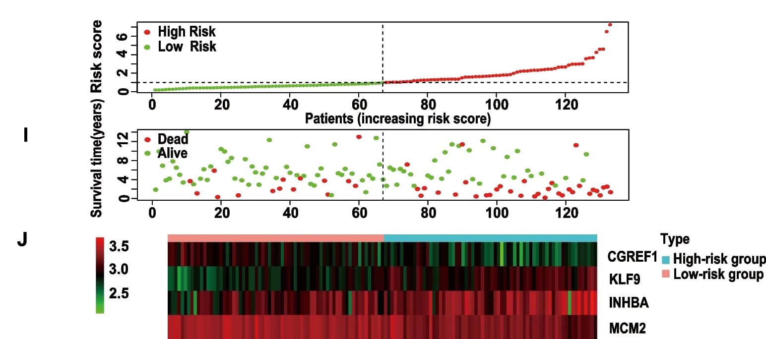 Open access visualization of Scatter Plot, Heatmap, Risk Scores, Survival Status, Training Cohort