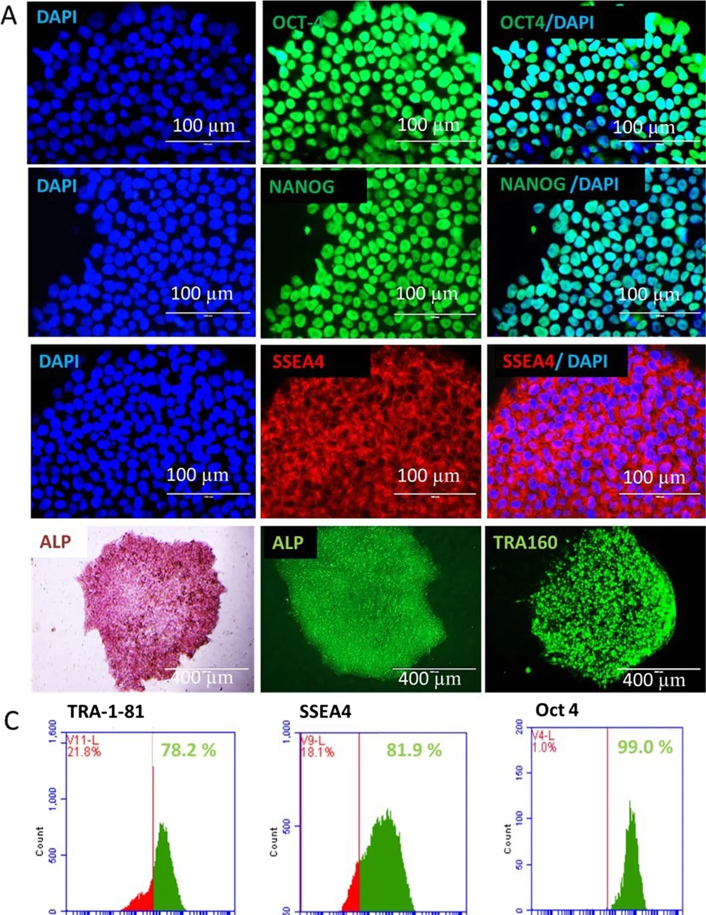 Open access visualization of Microscopy, Histogram, iPSCs, Alkaline phosphatase, TRA-1-60