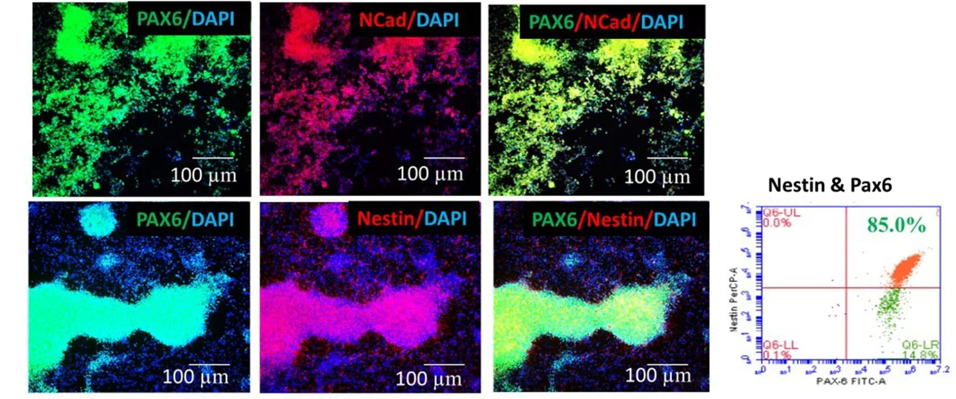 Open access visualization of Microscopy, Scatter Plot, Neural Progenitor Cells, Pax6, NCad