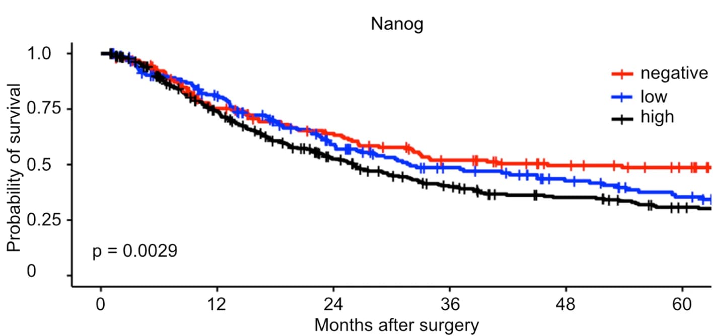 Open access visualization of Survival Curve, Overall Survival, NANOG Expression, Negative Expression, Low Expression