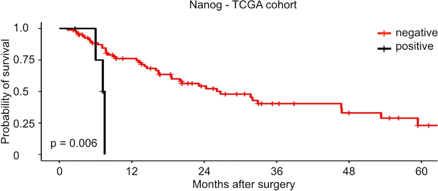 Open access visualization of Survival Curve, Line Step, Kaplan Meier Curve, TCGA Cohort, NANOG Expression