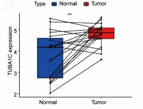 Open access visualization of Box Plot, Line Plot, TUBA1C Gene Expression, Normal Tissues, Bladder Cancer Tissues