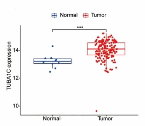 Open access visualization of Box Plot, Scatter Plot, TUBA1C Expression, Bladder Cancer Tissues, Normal Tissues