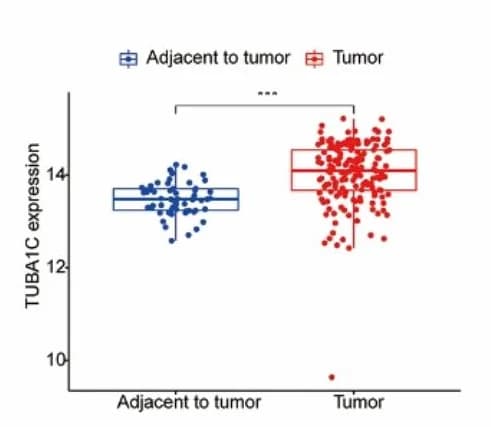 Open access visualization of Box Plot, Scatter Plot, TUBA1C Expression, Bladder Cancer Tissues, Adjacent Normal Tissues