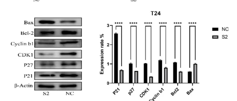 Open access visualization of Bar Plot, Error Bars, Gel, Western Blotting, Apoptotic Molecules