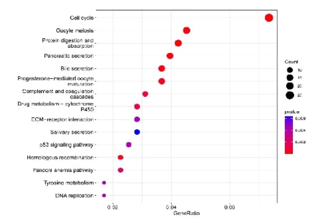 Open access visualization of Bubble Plot, Scatter Plot, GO, KEGG, Functional Enrichment Analysis